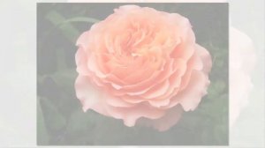 Albrecht Durer Rose Tantau