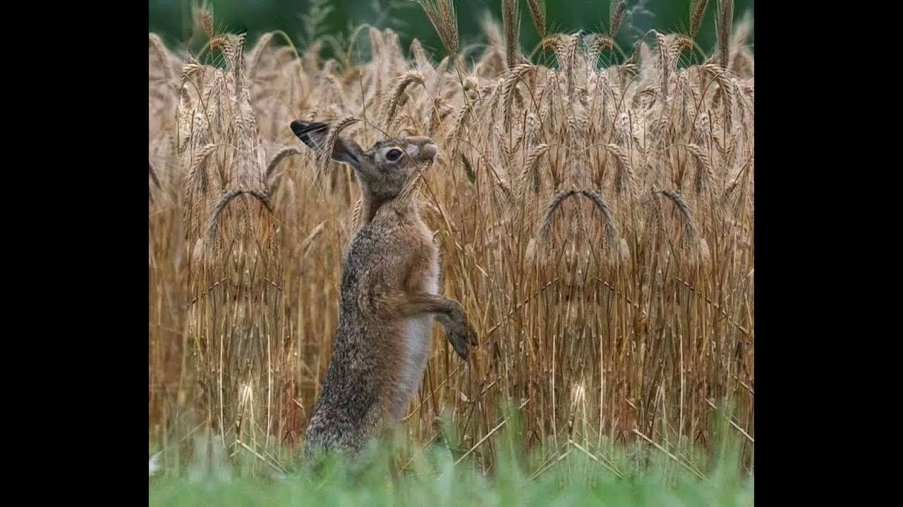 Охота на зайца. Открытие - часть первая. Hunting for hares.mp4