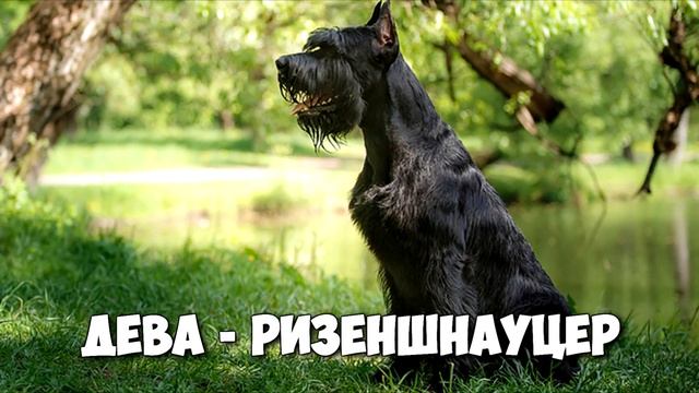 КАКАЯ ТЫ СОБАКА ПО ЗНАКУ ЗОДИАКА