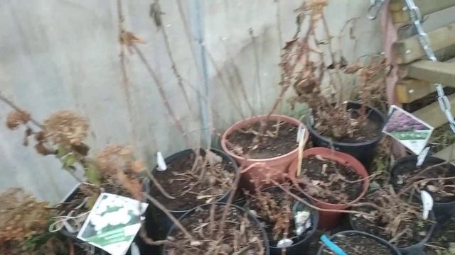 31 октября. Черенки метельчатых гортензий к зимовке готовы! Горные сосны ❤ смотреть онлайн
