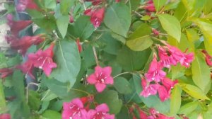 ДЕКОРАТИВНЫЕ КУСТАРНИКИ. ВЕЙГЕЛА – ЦВЕТУЩИЙ КУСТАРНИК. ТопСад