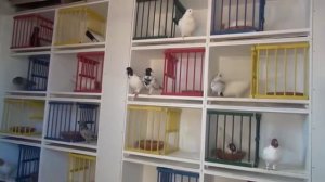 Летно Игровые Голуби Германии ( Виктор Шпрангель , Münster, Германия )