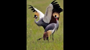 ХТ.Л. Кочевник. Наши песни. В. Якименко. Журавли... 2017 г.