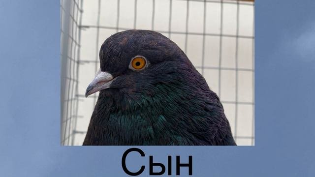 Мелитопольские голуби. Не бывает средне арифметических голубей.