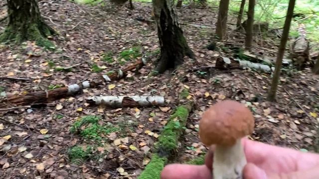 КАК РАСТУТ БЕЛЫЕ ГРИБЫ В БЕЛАРУСИ РАЗ В ТРИ ГОДА!!! смотреть онлайн