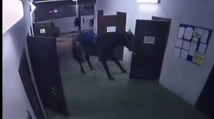 Лошадь сняла дверь с петель 