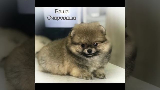 Шпиц Оранж Сары.
