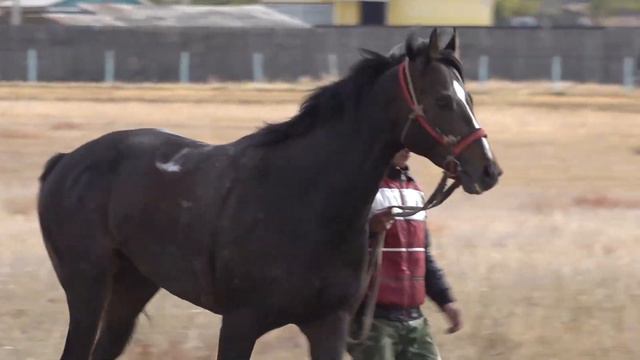 12 забег 2400 м Скачки по неизвестной причине не сняты Есть конец дистанции смотреть онлайн
