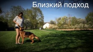 Дрессировка собаки: Команда Ко мне!