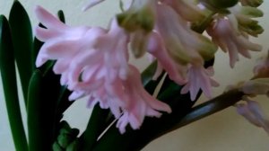 Гиацинты. Ранние весенние цветы. Hyacinths. Spring flowers. Hyazinthen. Frühlingsblumen.