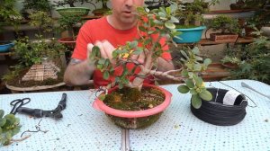 Ficus Green Emerald (Parte 1)