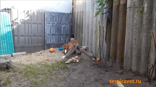 🦊🐭 #24 Лисёнок в доме. А ну-ка догони! Игры животных
