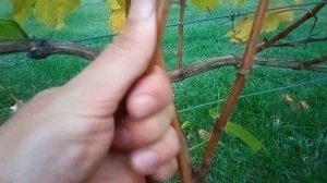 как понять вызрела лоза винограда или нет? легко и просто