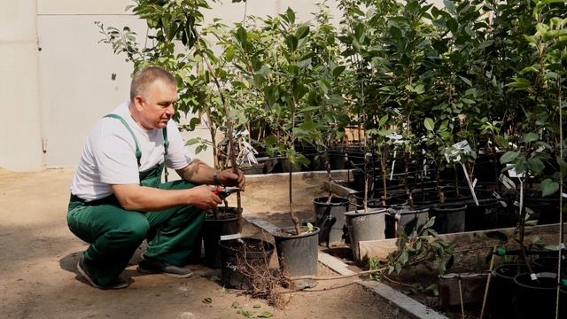 Саженцы косточковых. Советы и рекомендации по посадке