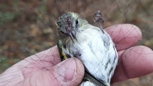 Ловля певчих птиц 3 октября 2021 год.