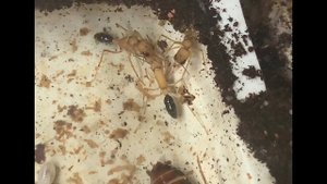 Молодые Салтаторы устанавливают иерархию. Harpegnathos saltator