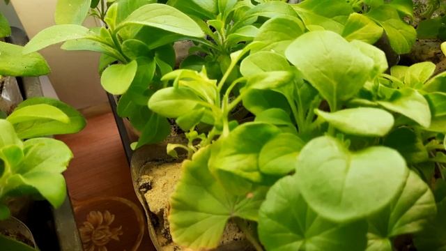 УХОД И СОДЕРЖАНИЕ ЧЕРЕНКОВ ПЕТУНИИ ЗИМОЙ В ДОМАШНИХ УСЛОВИЯХ.УСЛОВИЯ ДЛЯ ХОРОШЕГО ИХ РАЗВИТИЯ. смотреть онлайн