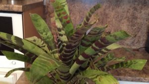 Вриезия, Бромелиевые!