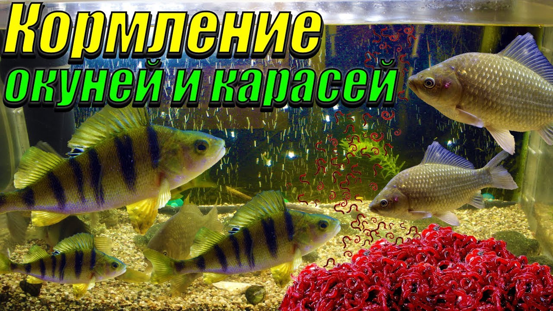 Кормление карасей и окуней мотылём