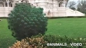 Павлин распускает хвост.Очень красиво???