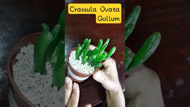 Crassula Ovata Gollumde Trek plantas suculentas