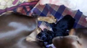 Такса родила роды(2)