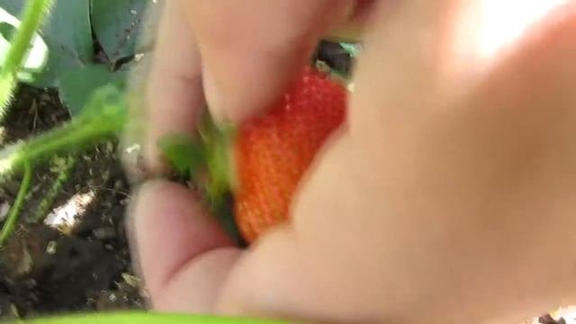 КЛУБНИКА от А до Я! ВАЖНО! Уход во время цветения Борьба за урожай