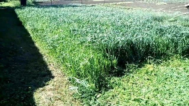 Кошу овёс на сидерат бензиновым триммером. смотреть онлайн