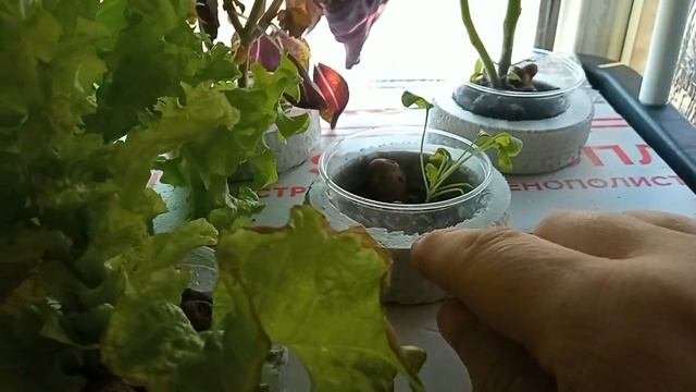 Станция гидропоники на подоконнике смотреть онлайн