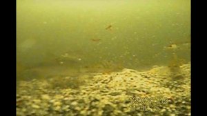 Подводная съёмка рыбалки карьер Жостово 13.03.2019