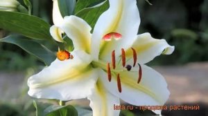 Лилия от-гибрид Кокосса (lilium ot-hybrid cocossa) ? обзор: как сажать, луковицы лилии Кокосса