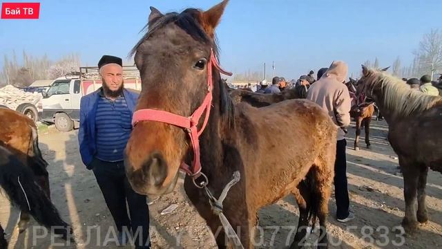 ЖЫЛКЫ| БЭЭ| БАЙТАЛ ТАЙ БААЛАРЫ ? #байтв