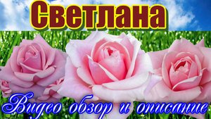 Обзор розы Светлана (Чайно гибридная) Svetlana (Эквадор)