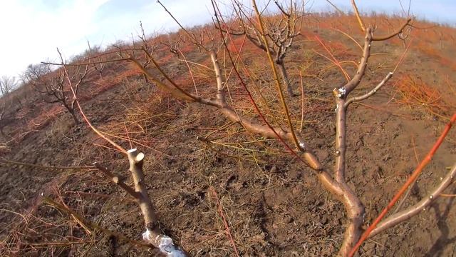 Обрезка персика весной .Формировка чашей.Правильная обрезка персика Персик чашей