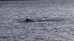 Сухой костюм финтрейл. Тест на холодной воде.