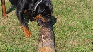 Ротвейлеры на расслабоне