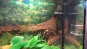 переносим рыбок в другой аквариум