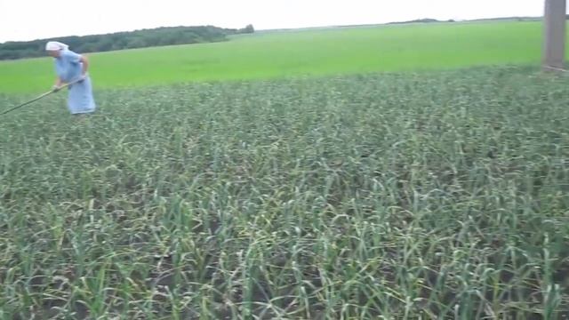 ✔Экологически чистый чеснок || Чеснок из однозубки || Сорта советской селекции || РУССКОЕ ПОЛЕ ||