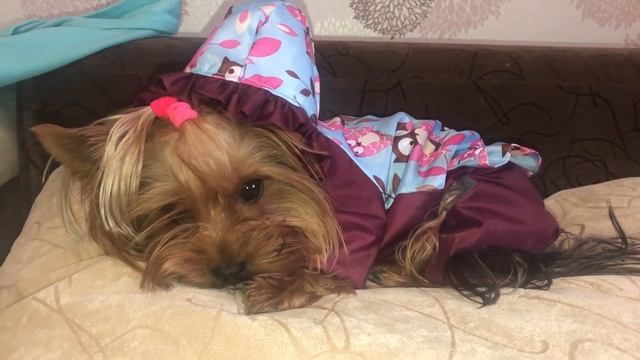 Одежда на заказ для собак. У нас новые комбезы!!!! смотреть онлайн