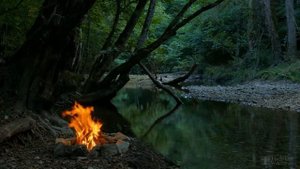 Пересадка кедра весной