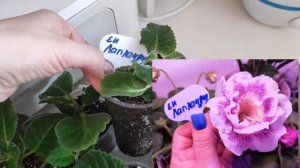 ГЛОКСИНИИ ИЗ ЛИСТА. Детки глоксинии из листа подросли! Обзор сортовых глоксиний выращенных из листа