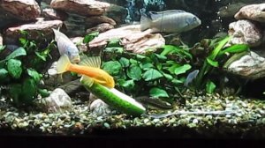 Псевдотрофеус зебра.