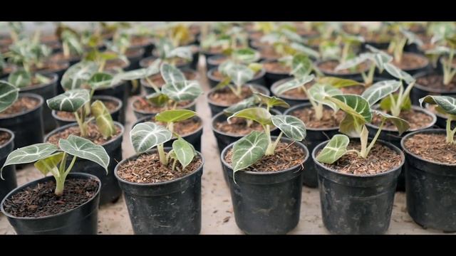Update harga yuk | Sygonium Pink, baby black velvet, fittonia, baby ficus burgundi, scindapsus.