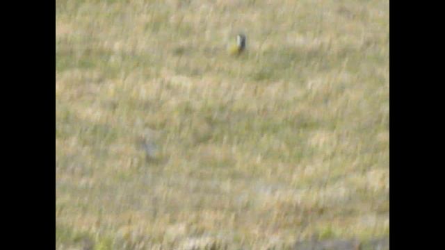 Во дворе жительницы Барановичей замечены синички