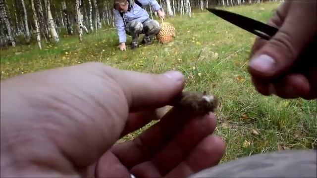 Как незаметно для себя набрать 20 кг грибов смотреть онлайн