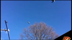 Голуби красавцы.  Голуби Узловой.