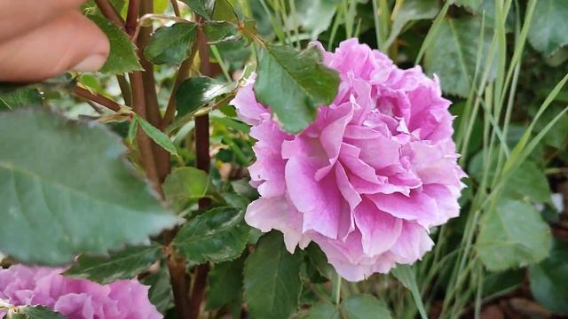 Роза Шахерезада. Японские розы в Подмосковье смотреть онлайн