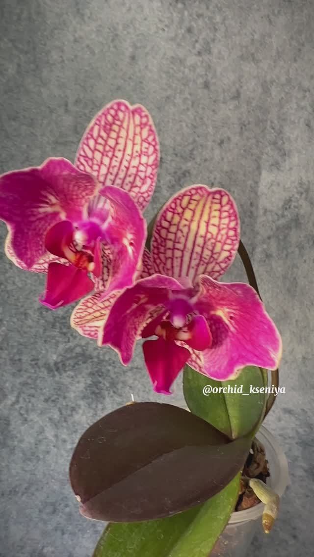 Phal. Neptune ? Первое цветение голландской детки орхидеи бабочки сорта Нептун ?