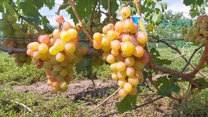 Обзор сорта винограда "Катруся Каховская". (Состояние сорта винограда "Катруся Каховская"?).