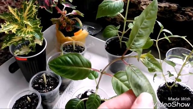 Фуксия- моё новое садовое приключение. смотреть онлайн